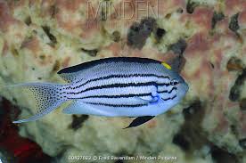Lamarck  Angelfish