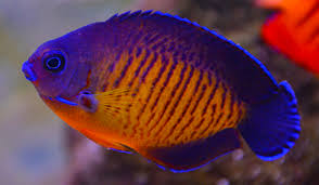  coral beauty angelfish