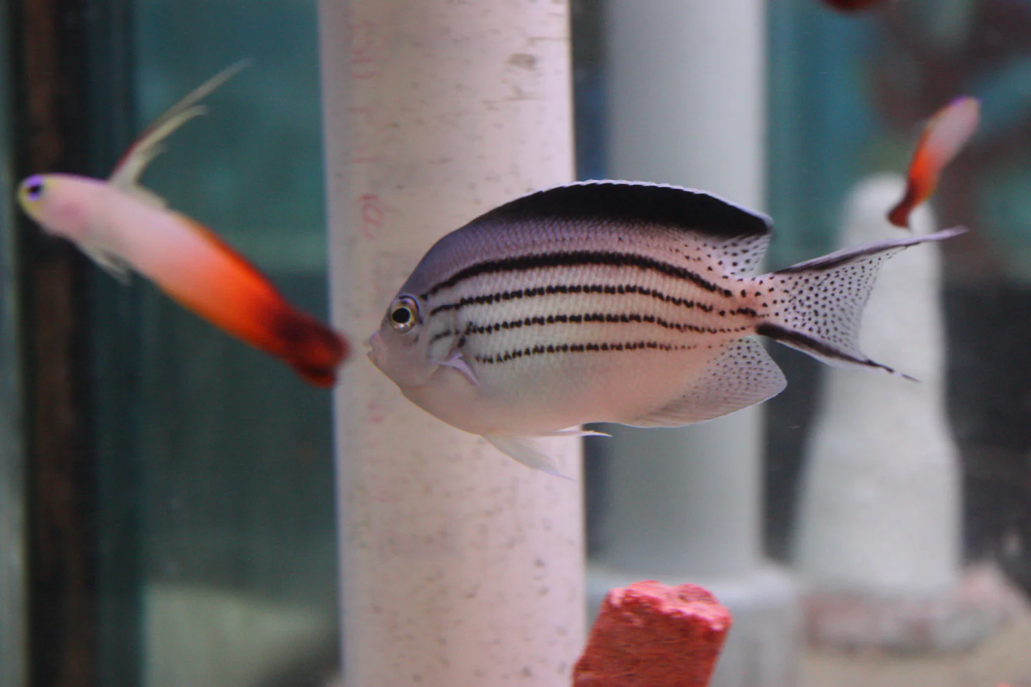 Lamarck  Angelfish