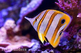 Copperband Butterflyfish
