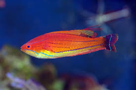 Carpenter fairy wrasse