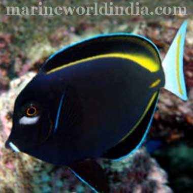 Powder Black Tang Fish