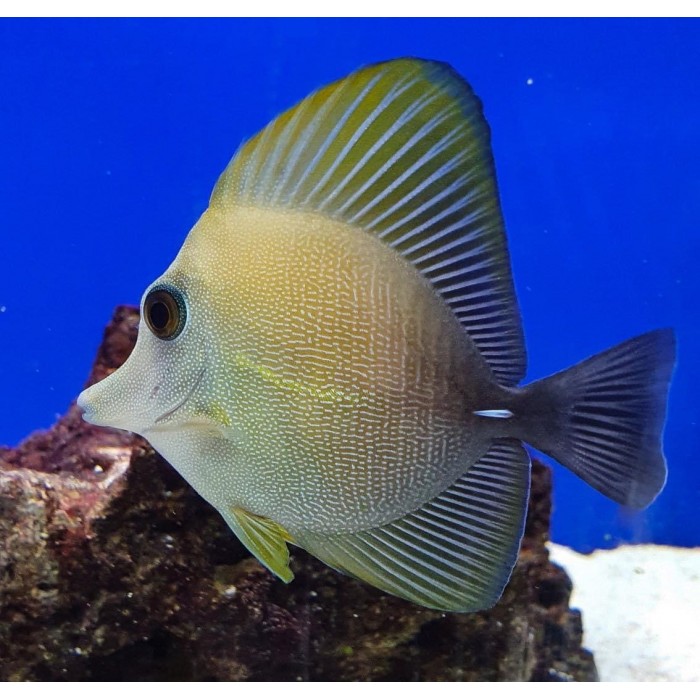 brown scopas Tang Fish