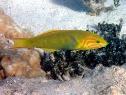 Sunset wrasse