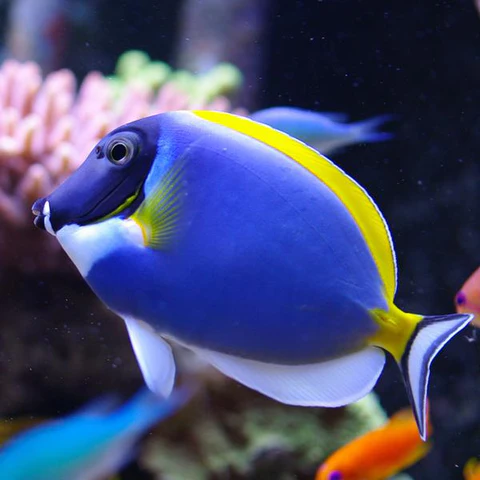 Powder blue Tang 