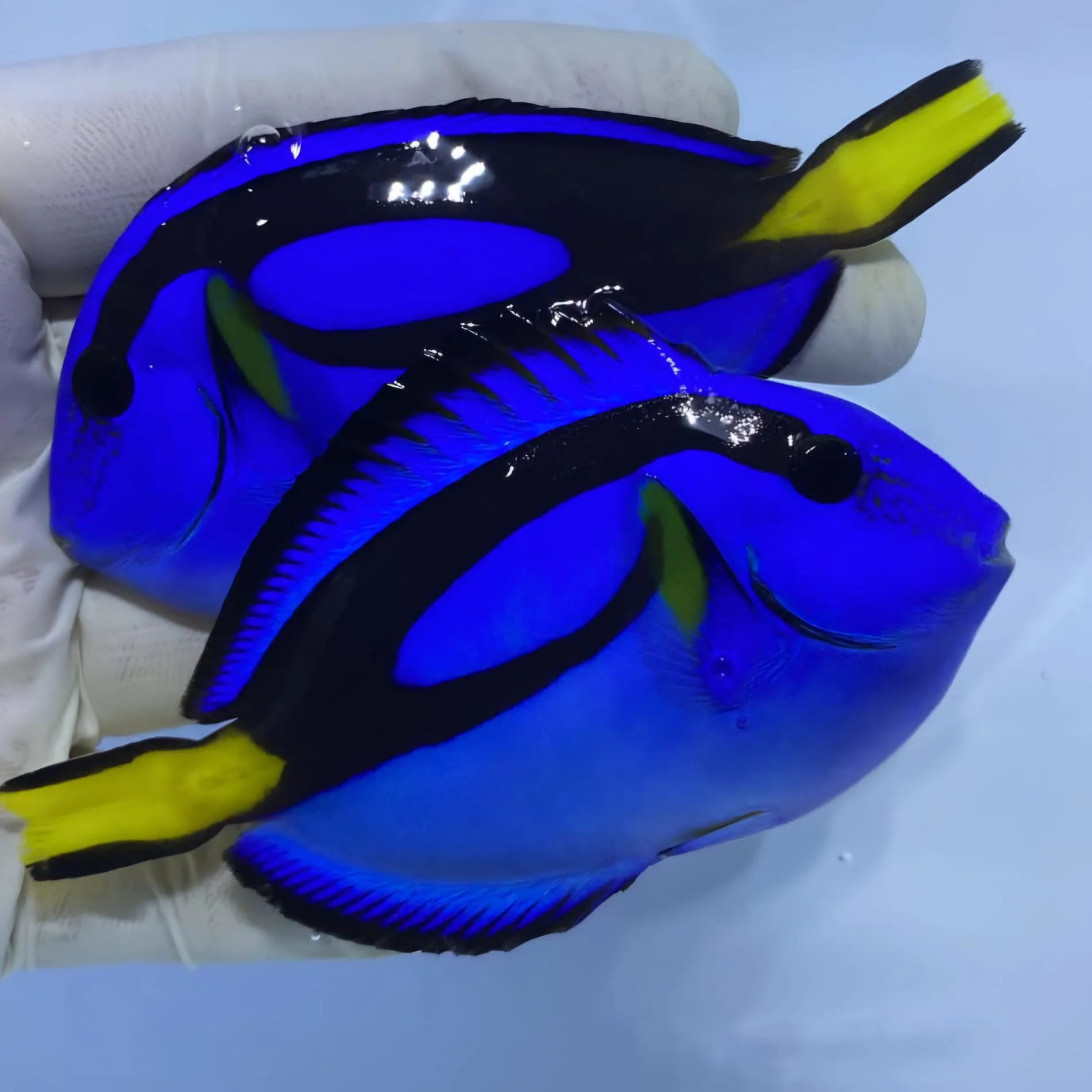 Blue Tang Fish