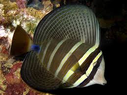 pacific Sailfin Tang Fish