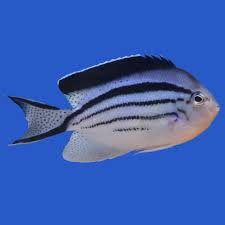 Lamarck  Angelfish