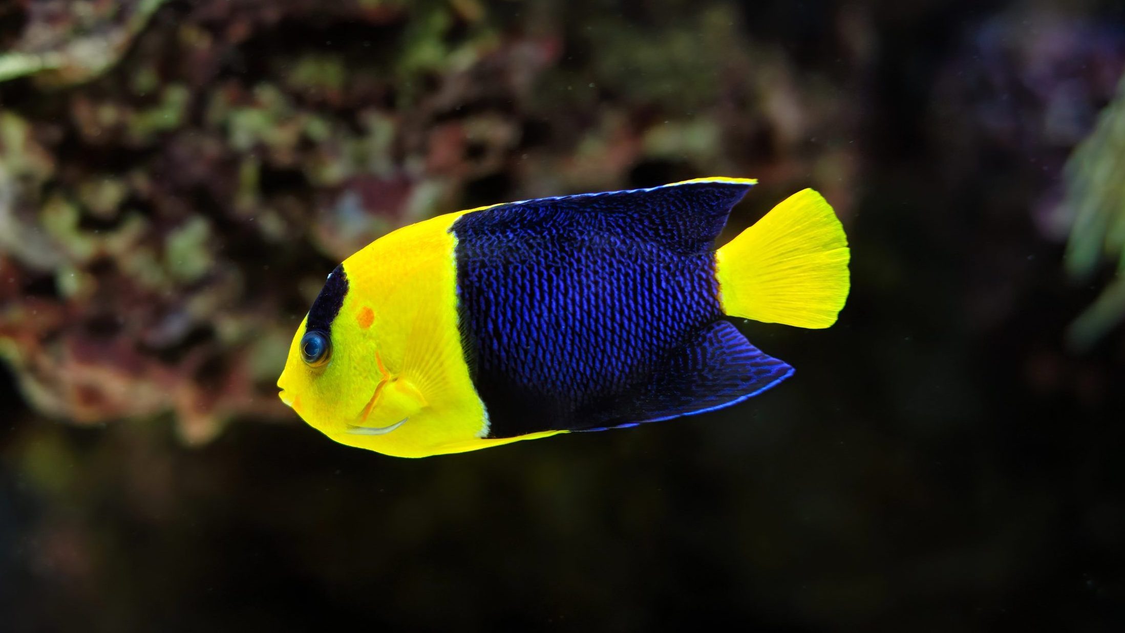 bicolor angelfish