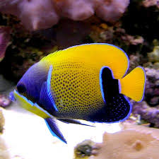 majestic angelfish