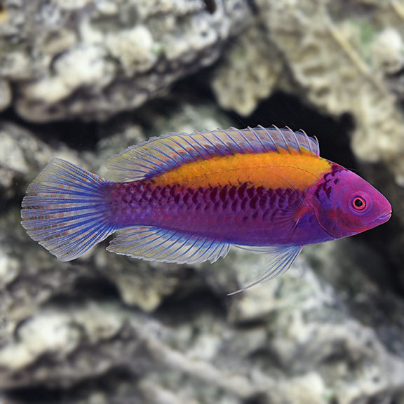 Orange back fairy wrasse