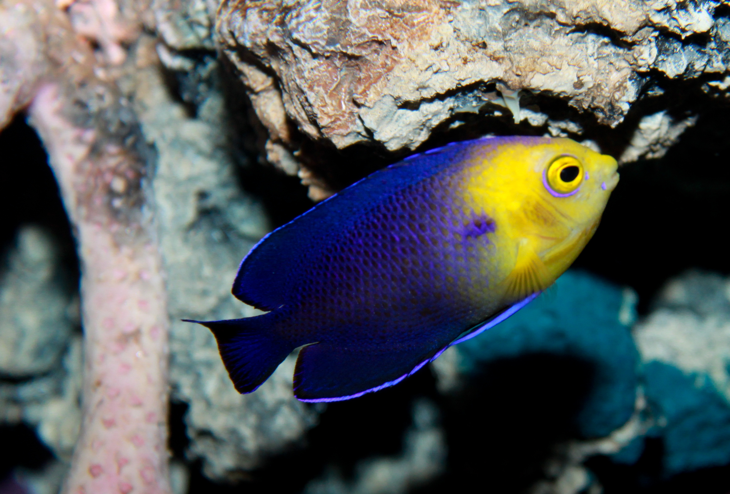 blue pygmy angel