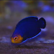 blue pygmy angel
