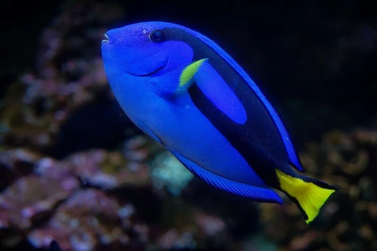 Blue Tang Fish
