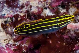 Hector goby