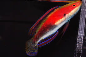 Katherine wrasse
