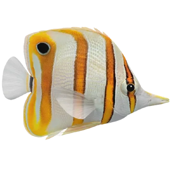 Copperband Butterflyfish
