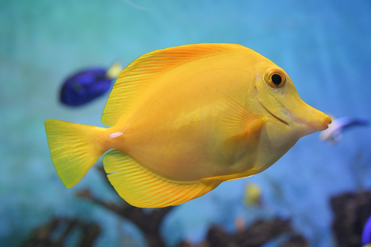 Yellow Tang