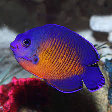  coral beauty angelfish
