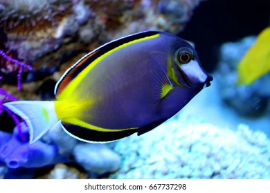 Powder blue Tang 