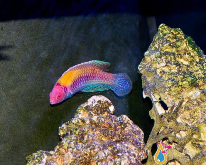 Orange back fairy wrasse