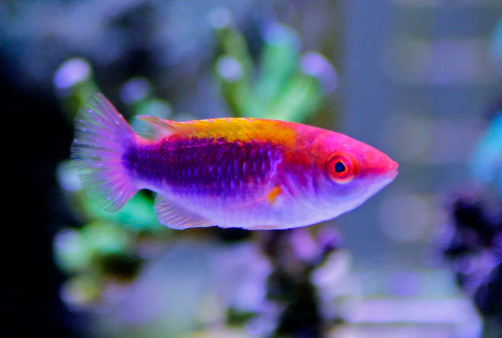 Lubbock’s fairy wrasse