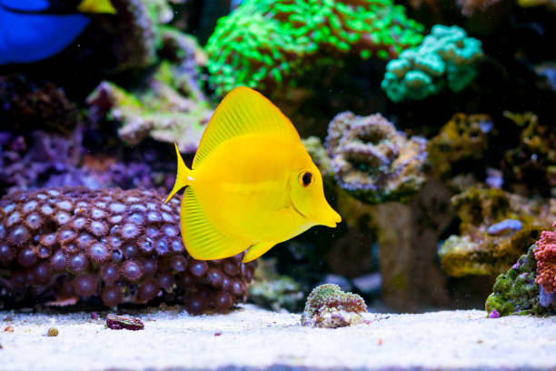 Yellow Tang