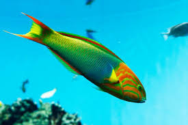 Sunset wrasse