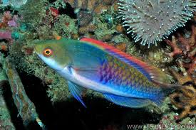 Blue sided wrasse