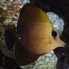 brown scopas Tang Fish