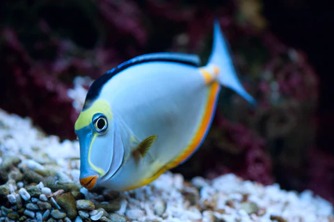 lipstick naso tang