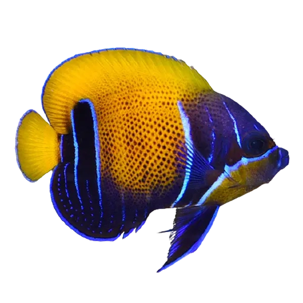 majestic angelfish
