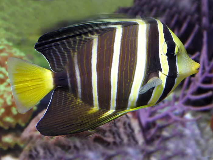 pacific Sailfin Tang Fish