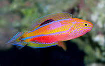 Pin tail wrasse