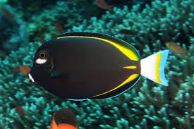 Powder Black Tang Fish