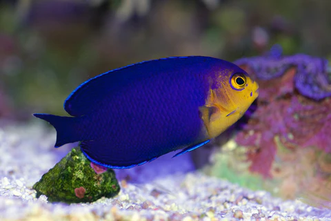 blue pygmy angel