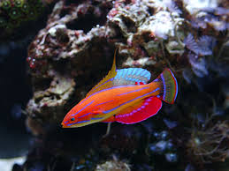 Carpenter fairy wrasse