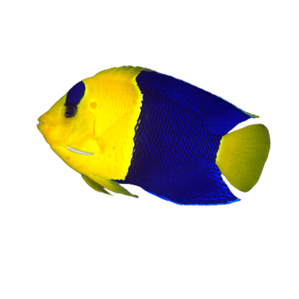 bicolor angelfish