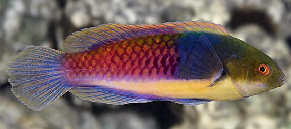 Blue sided wrasse