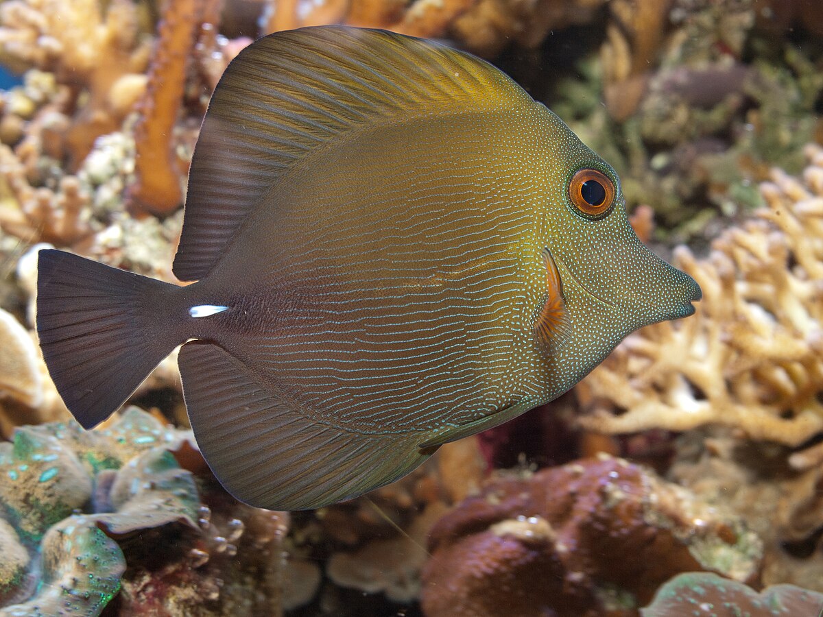 brown scopas Tang Fish