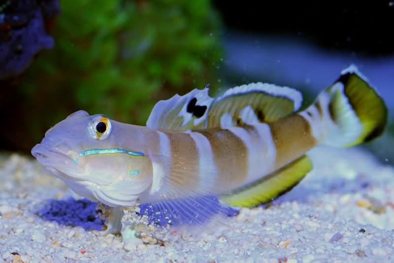 Tiger reef goby