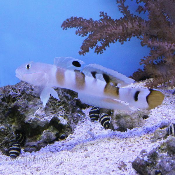 Tiger reef goby