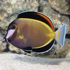 powder brown tang