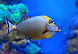 lipstick naso tang