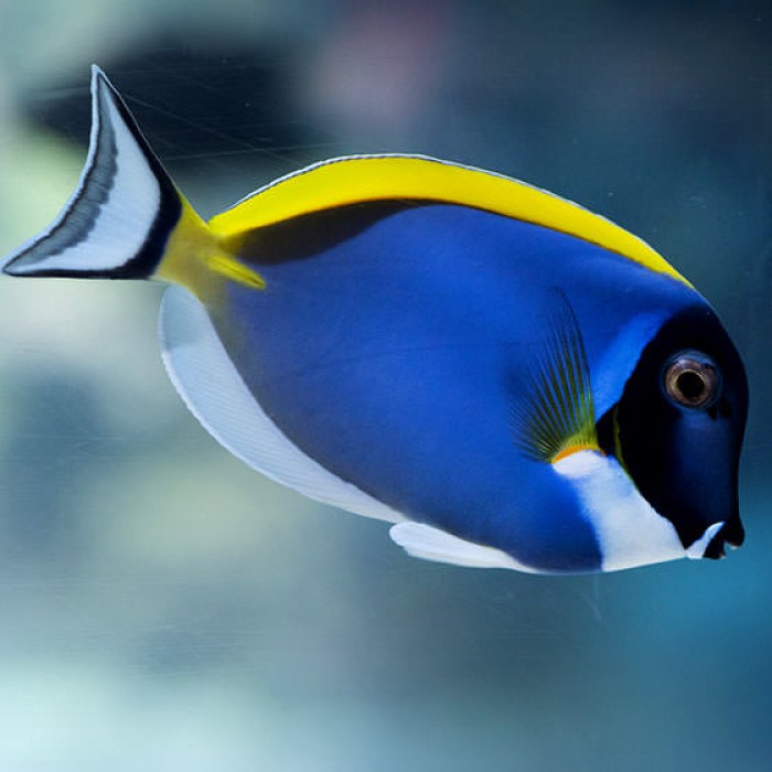 Powder blue Tang 