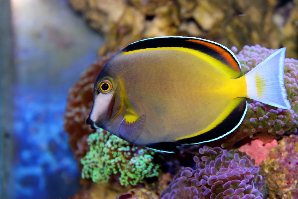 powder brown tang
