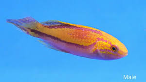 Pin tail wrasse
