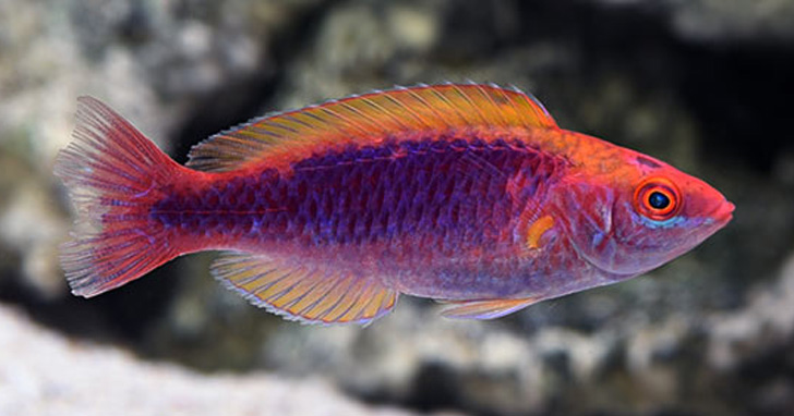 Lubbock’s fairy wrasse