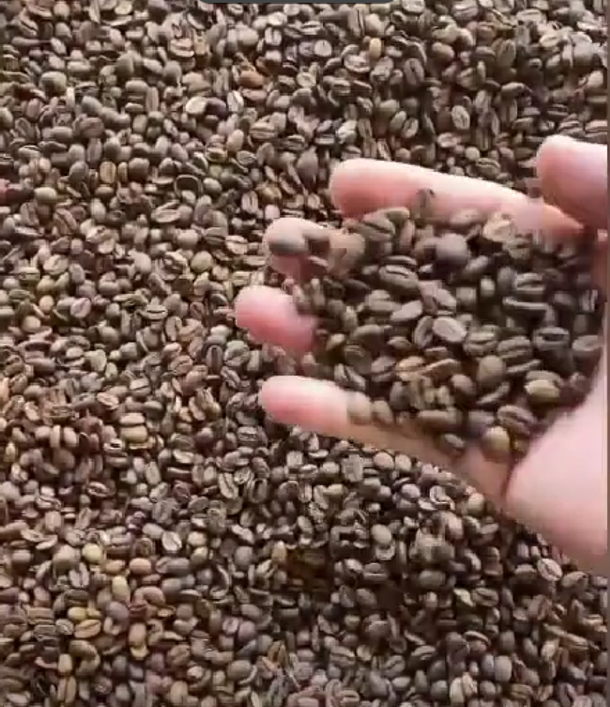 Biji kopi sangrai