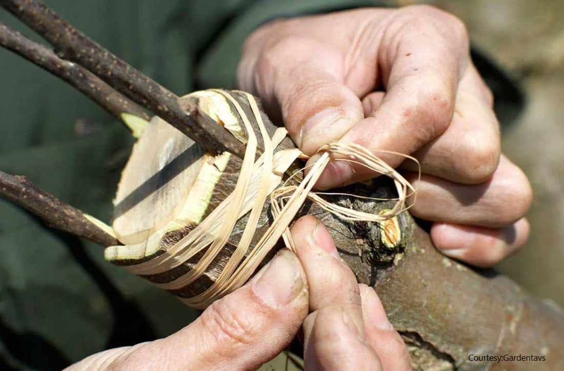 Consultation Session